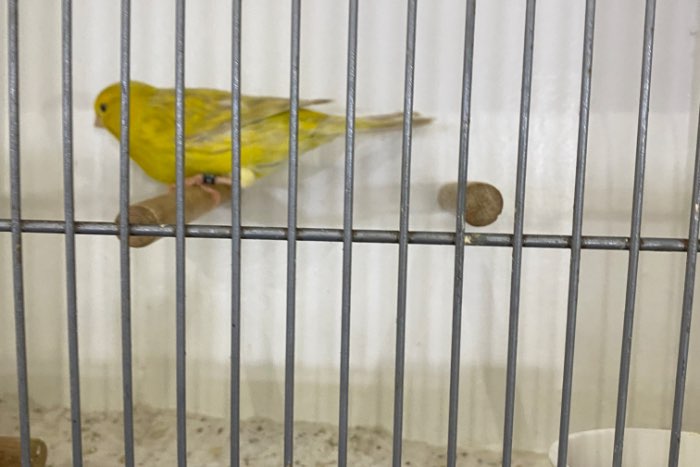 geel isabel kanaries mannen