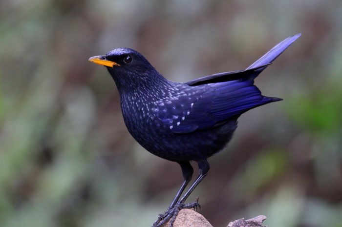 chinese fluitlijster - myophonus caeruleus