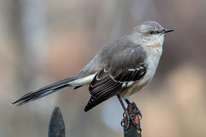 amerikaanse spotlijster - mimus polyglottos