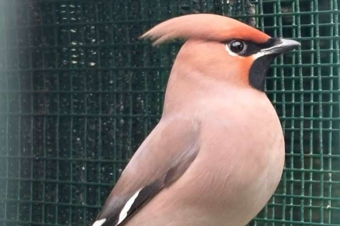 waxwing villercher