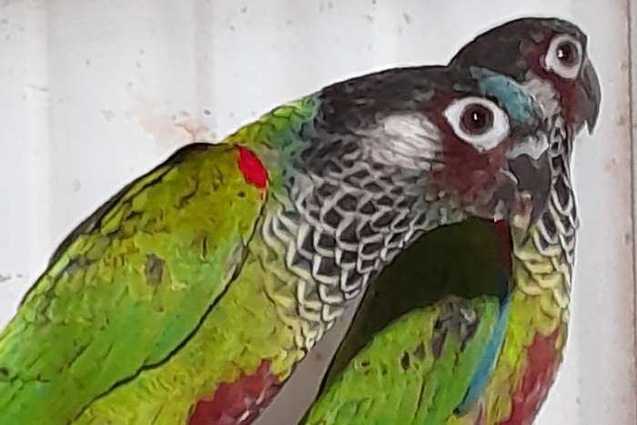 pyrrhura picta picta  pop