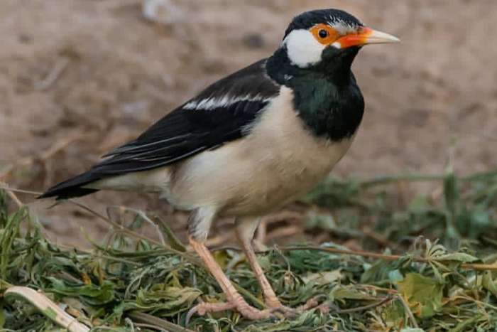 gracupica contra (pied myna)