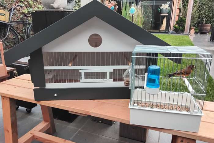 bastaarden kapoetsijsxkanarie