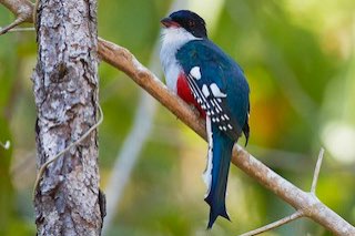 1-1 cuba trogon (priotelus temnurus)