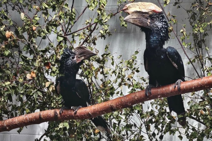 1-1 zilverwang neushoornvogel (bycanistes brevis)
