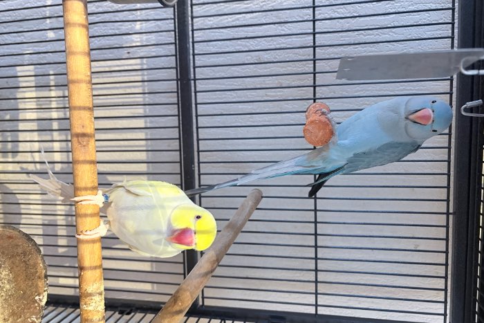 koppel halsband parkieten