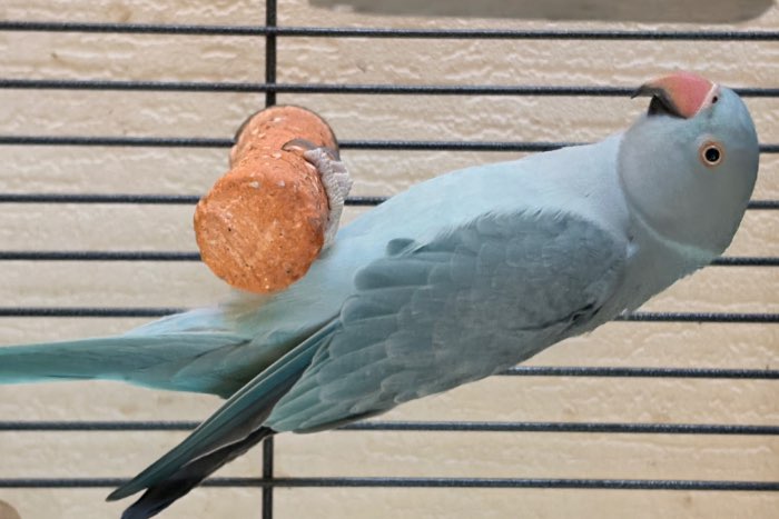 koppel halsband parkieten