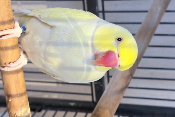 koppel halsband parkieten