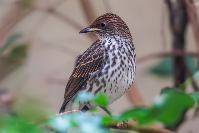 cinnyricinclus leucogaster