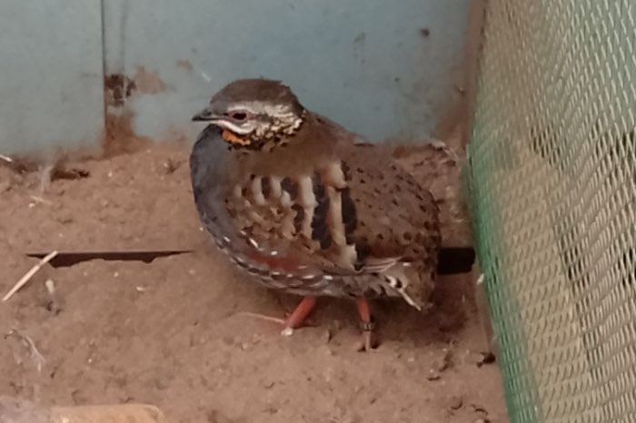 1-0 roodkeelbospatrijs  2025