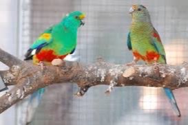 veelkleurenparkiet koppel tt kwaliteit