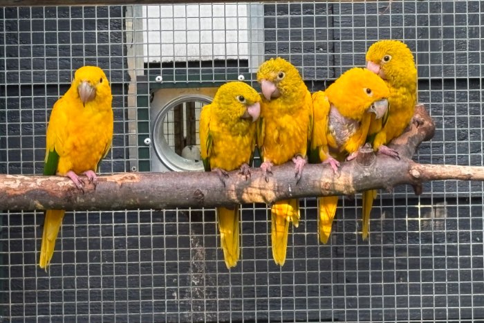 1-1 goudparkiet / guarouba onverwant 2025