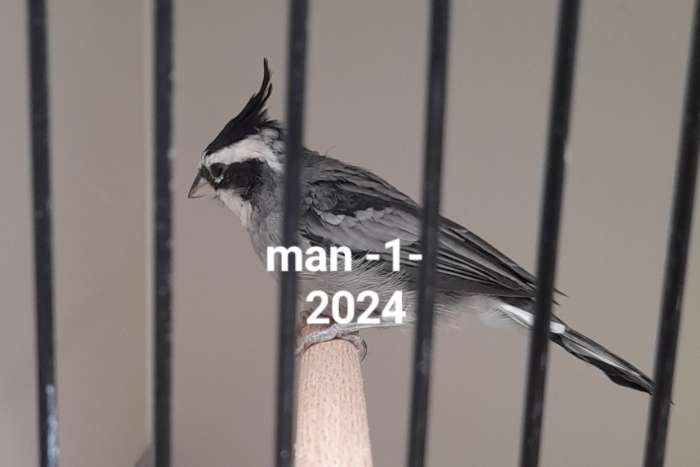 2 mannen boliviaanse kuifkardinaal (bergkardinaal)