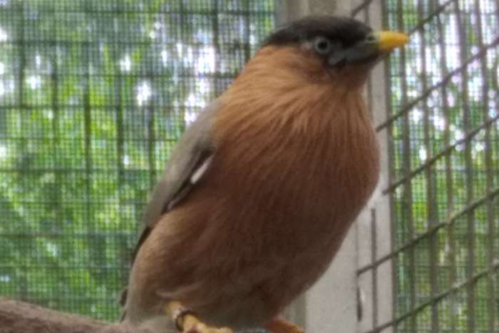 1-0 pagode spreeuw 2025