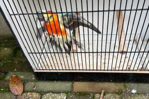 laatste roodruggen 2025