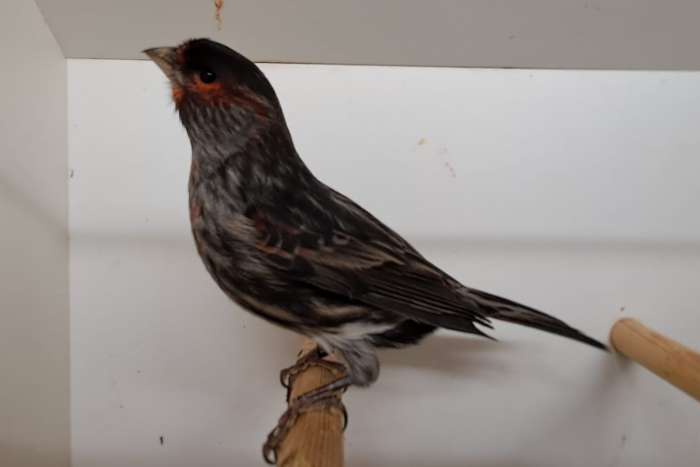 zwart rood mozaïek koppels