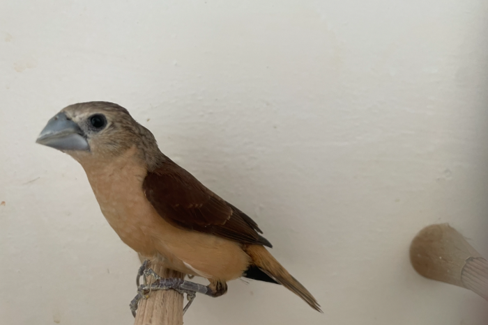 lonchura flaviprymna / gele rietvink