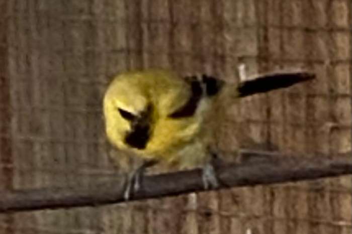 gezocht/wanted! man gele troepiaal