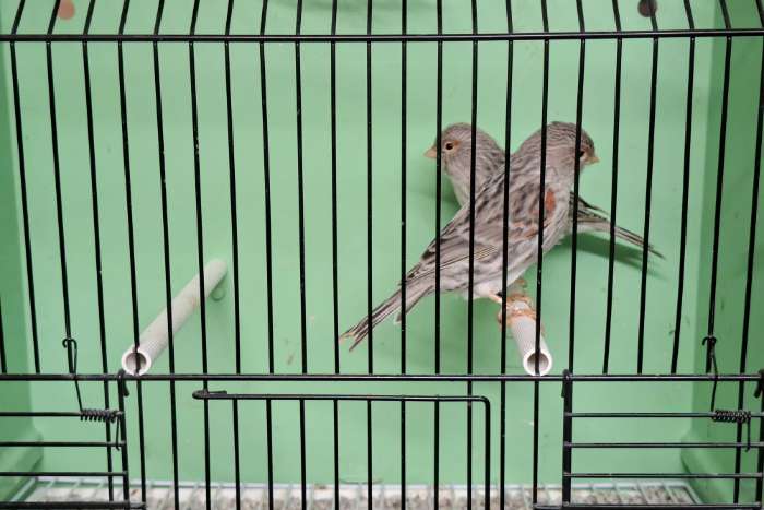 achat und achat topas rot mosaik