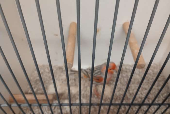 achat und achat topas rot mosaik