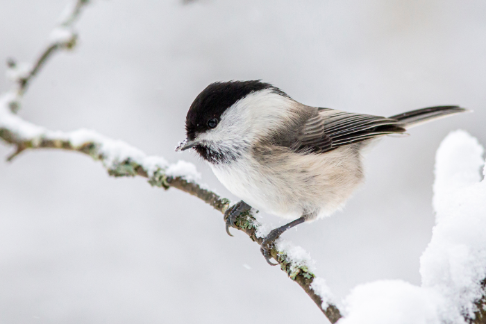sneeuw in de tuin? tijd om tuinvogels bij te voeren
