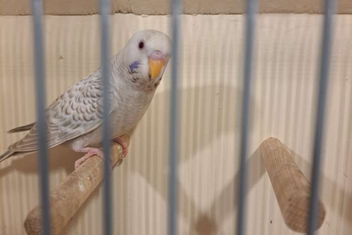 blackface duits fallow