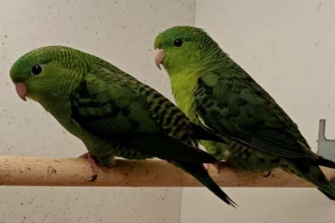 catharinaparkieten voor kweek en tt