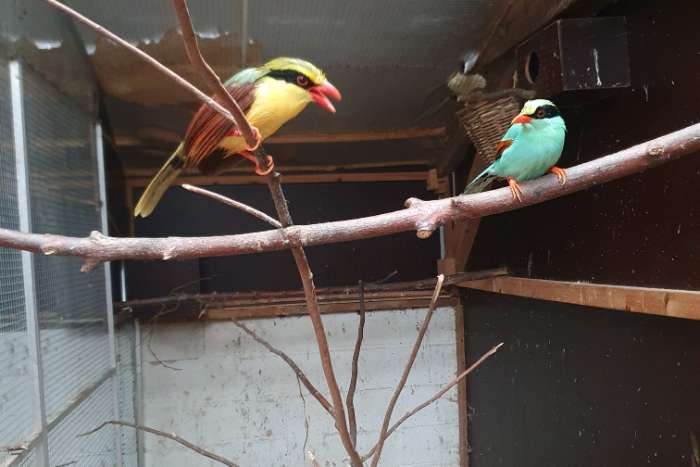 2-2  geelbuik kitta,s