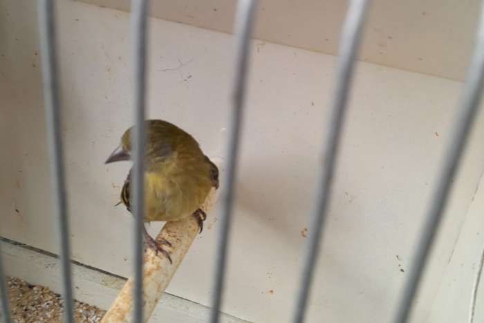 seizen zwartkop poppen