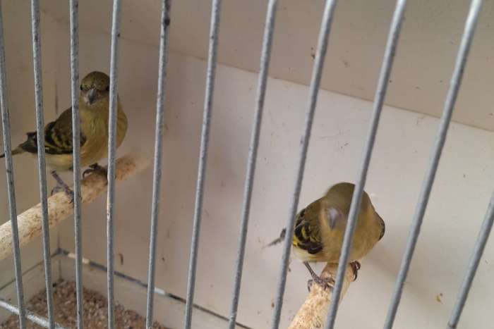 seizen zwartkop poppen