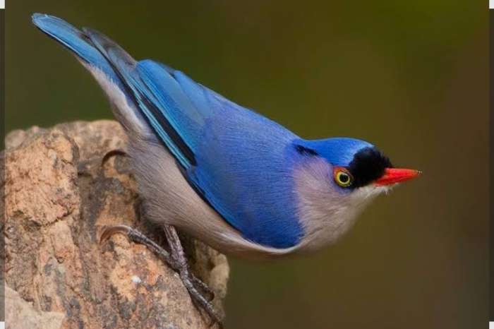 boomklever mannen gezocht