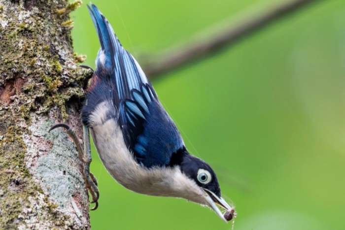 boomklever mannen gezocht