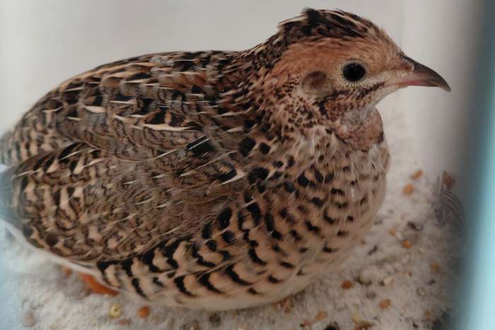 chinese dwergkwartel natuurbroed