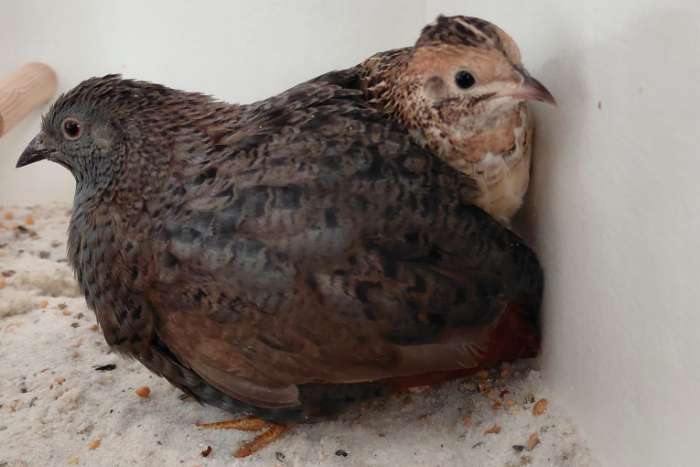 chinese dwergkwartel natuurbroed