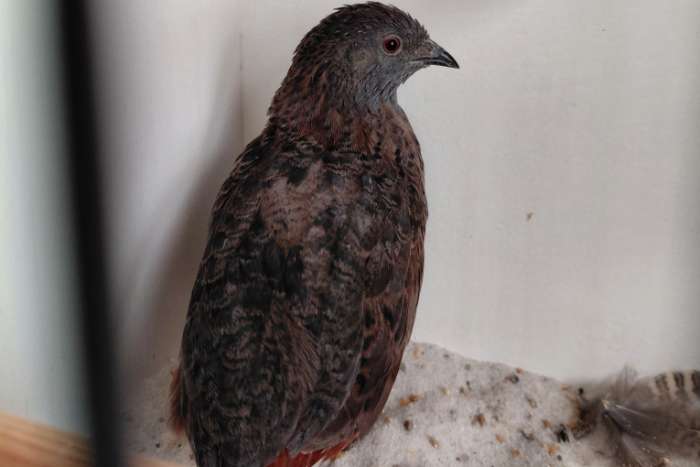 koppels chinese dwergkwartel natuurbroed