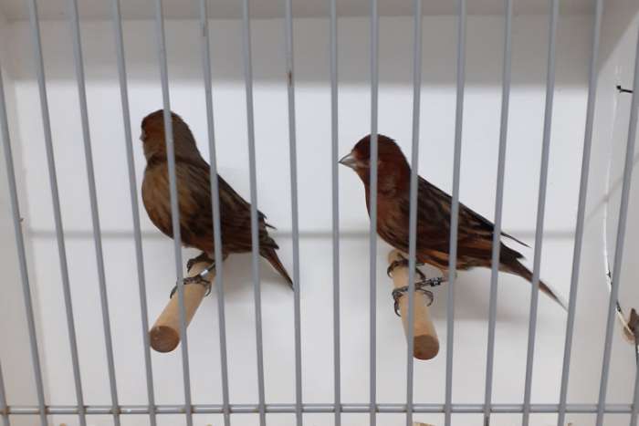 zwart (kobalt) rood schimmel