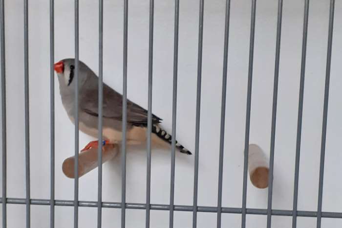 grijs split witborst poppen