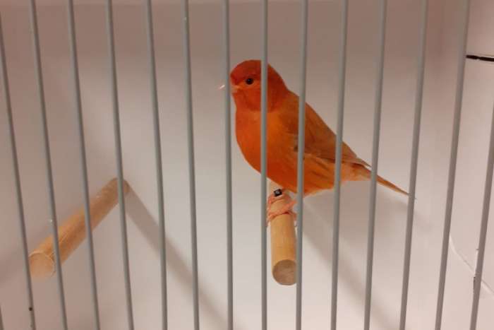 isabel rood schimmel mannen