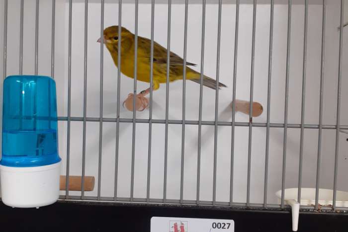 agaat (opaal) geel intensief