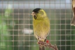 baardsijs tt kwaliteit