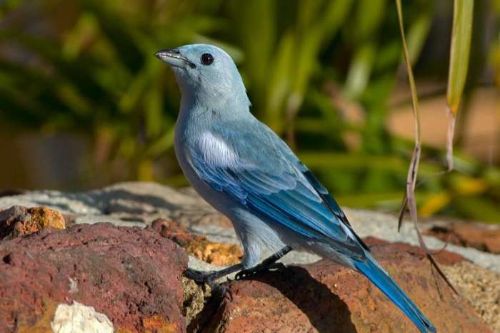 blauwgrijze witschouder tangara pop