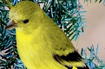 gezocht : pop yarrelsijs