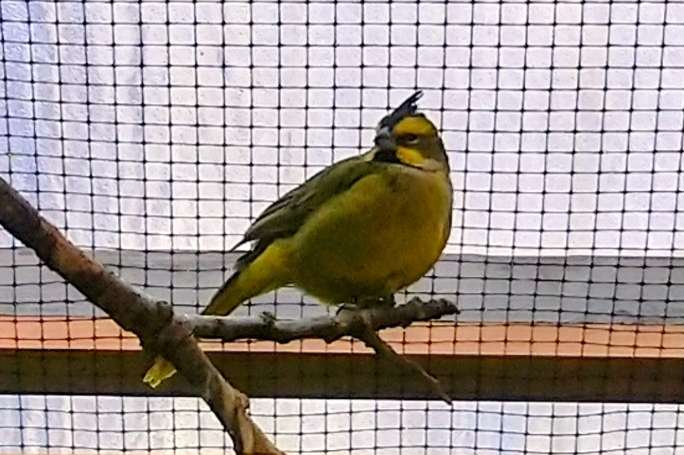 koppel groene kardinalen