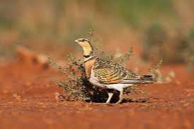 witbuikzandhoeder haan