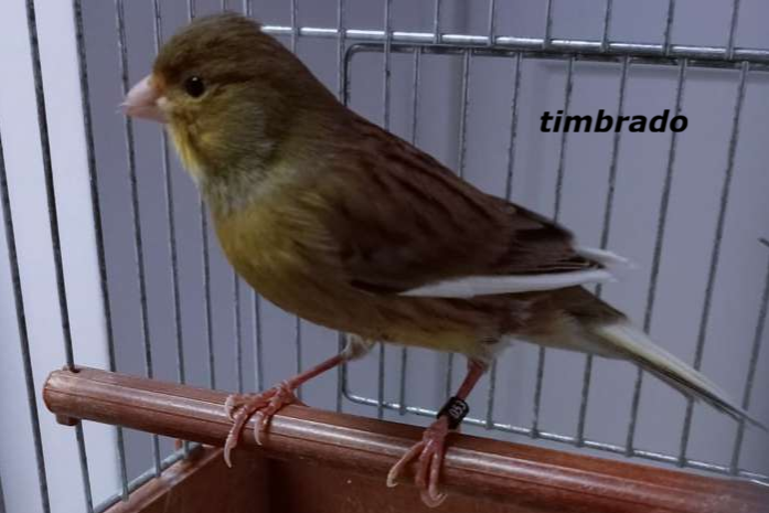 timbrado's