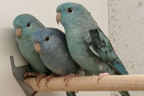 catharinaparkieten voor kweek en tt