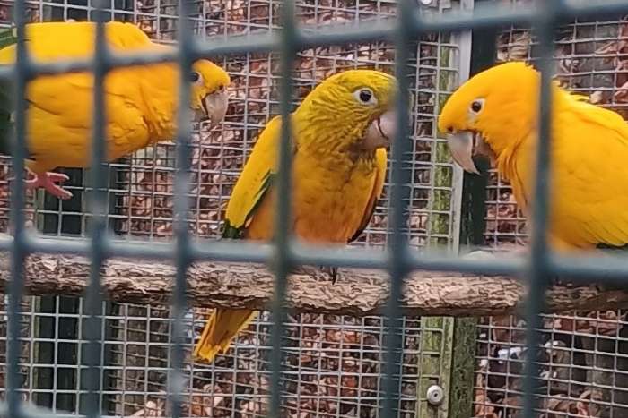 guarouba - rosalbin - rosalbin lutino