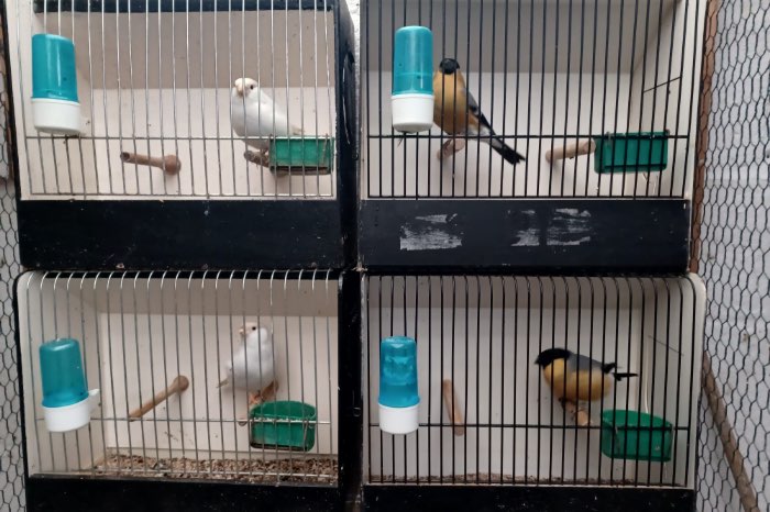 goudvinken geel satinet