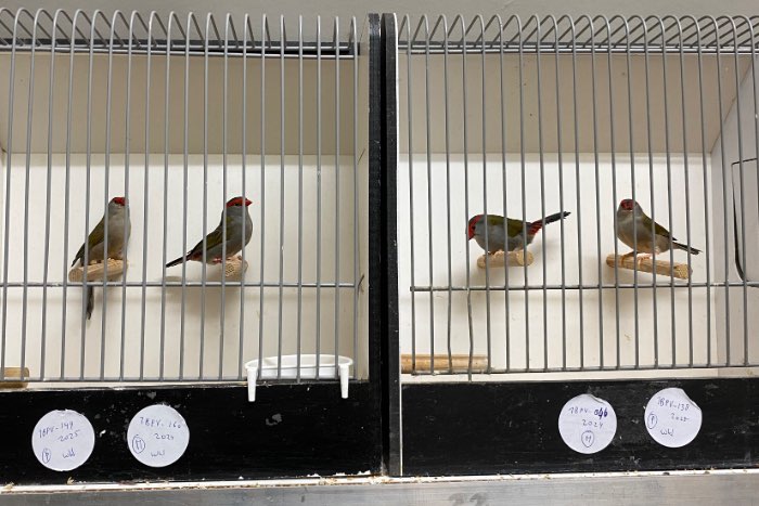 koppels dornastrilde