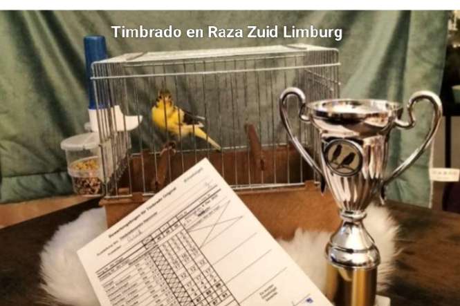 timbrado original (classico)